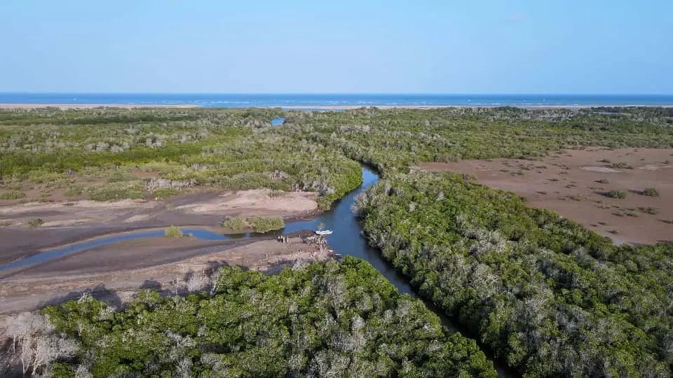 Mangroves of Godoria, Djibouti